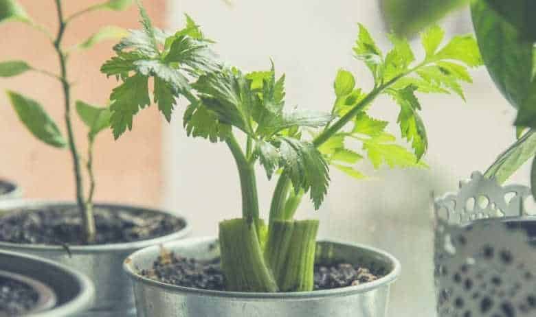 Some celery plants growing in metal containers next to a window