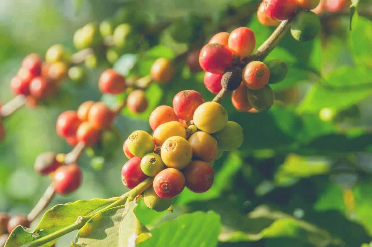 coffee cherries growing on a coffee plant