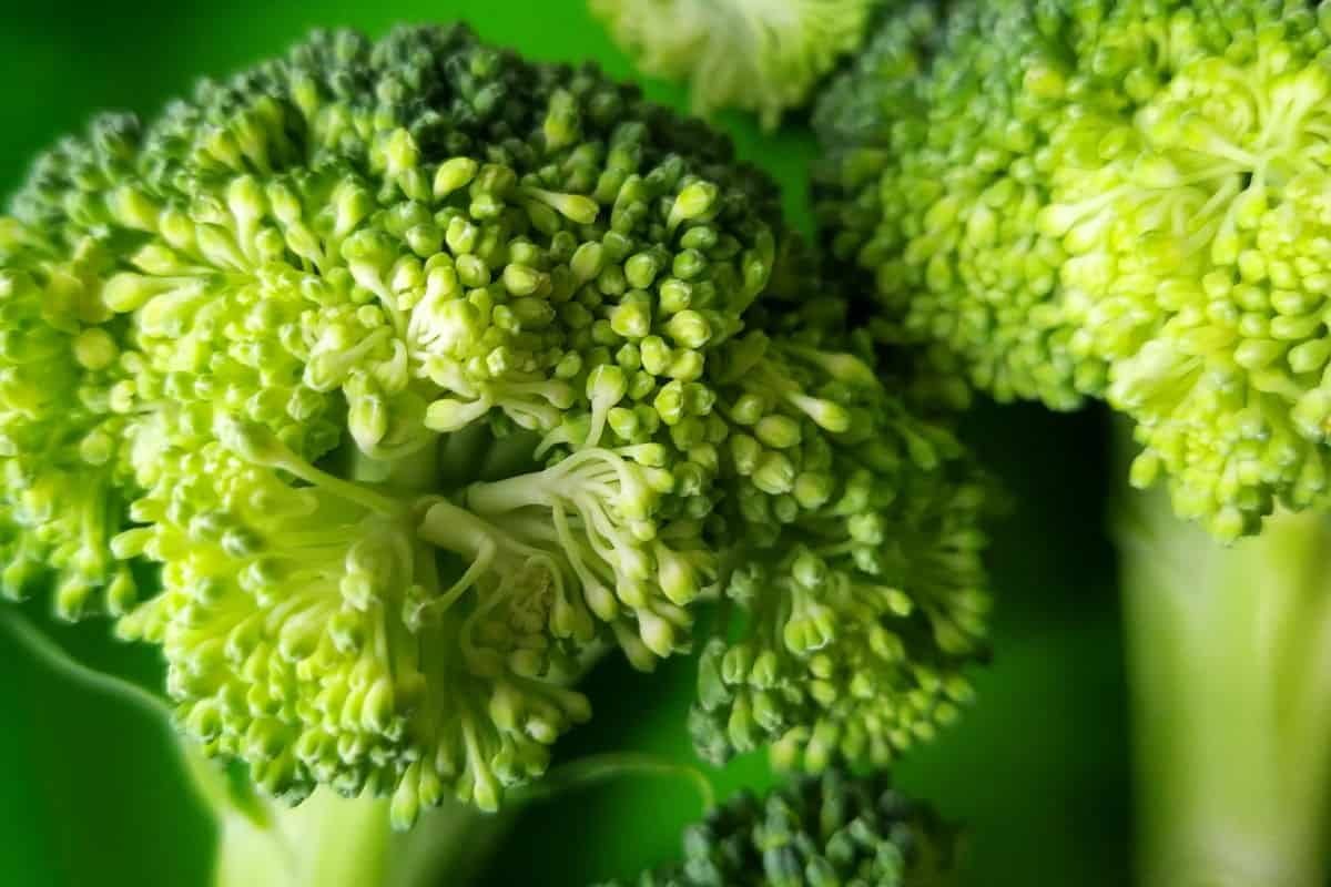 A close up shot of two big florets of broccoli