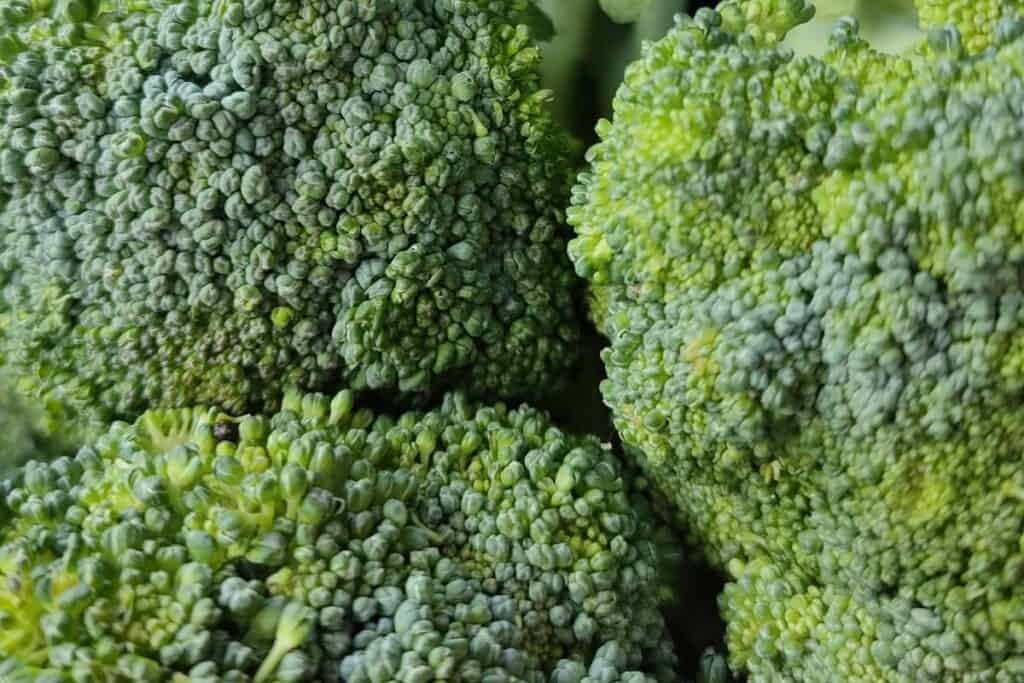 A very close up shot of several heads of broccoli
